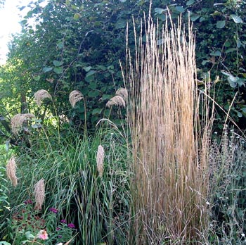 Miscanthus, and a New Zealand weeping grass. Miscanthus, and a New Zealand weeping grass.