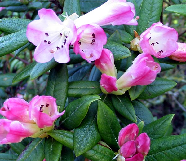 It certainly looks pink from a distance! It certainly looks pink from a distance!