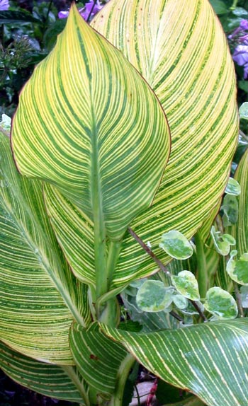  In New Zealand this canna is sold under the name Bengal Tiger. 