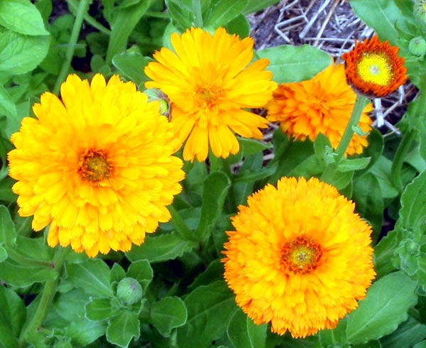 These are busy flowering in the vege garden. These are busy flowering in the vege garden.