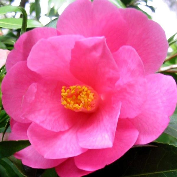 Beautiful flowers. Beautiful flowers.
