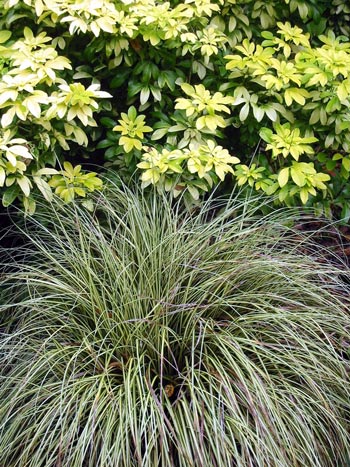 These plants look so much better with clear space around them. These plants look so much better with clear space around them.