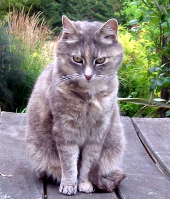 My most companionable cat when I'm in the garden. My most companionable cat when I'm in the garden.
