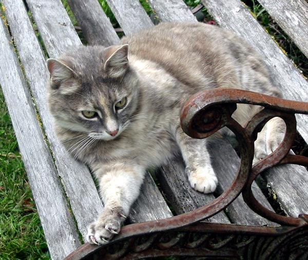 Calm cat company. Calm cat company.