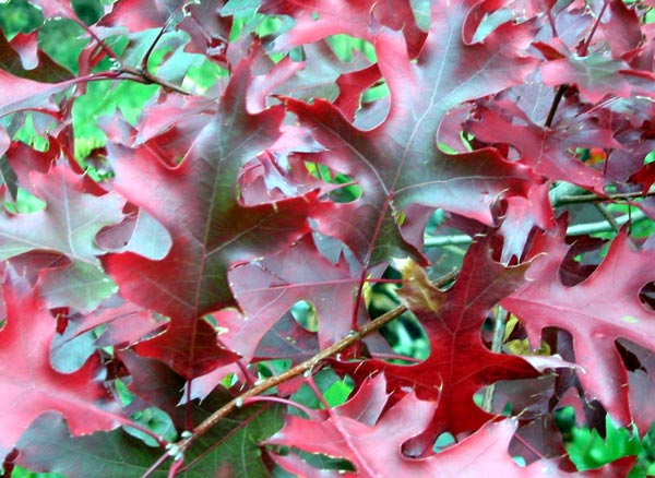These are the deepest red leaves in the Autumn garden. These are the deepest red leaves in the Autumn garden.