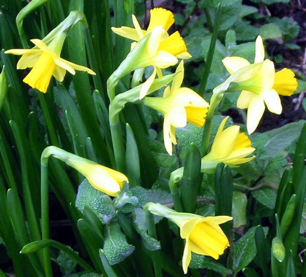 Spring is coming! Spring is coming!