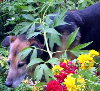 Pushing through the late summer flowers. Pushing through the late summer flowers.