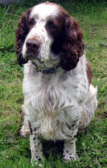 Dudley is a friendly springer spaniel. Dudley is a friendly springer spaniel.