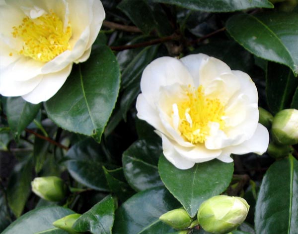 I promised I'd be photographically vigilant concerning the Camellias this year! I promised I'd be photographically vigilant concerning the Camellias this year!