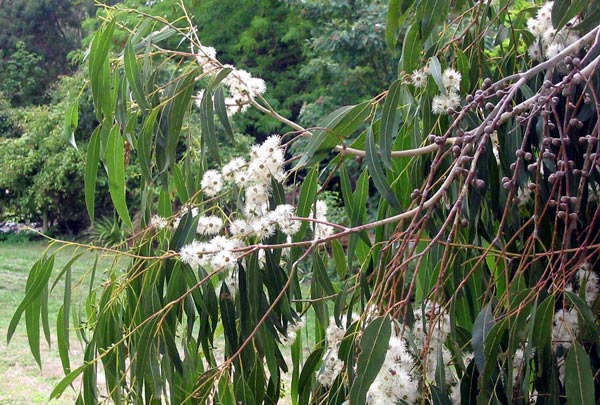 There's a subtle scent to Eucalypt flowers, too. There's a subtle scent to Eucalypt flowers, too.