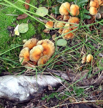 Artistic fungus. Artistic fungus.