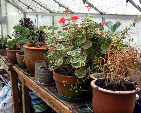 Pelargoniums, Aeoniums, and assorted half-hardy plants are protected from the winter frosts. Pelargoniums, Aeoniums, and assorted half-hardy plants are protected from the winter frosts.