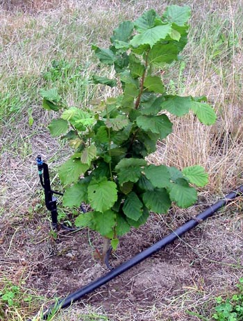 Freshly weeded. Freshly weeded.