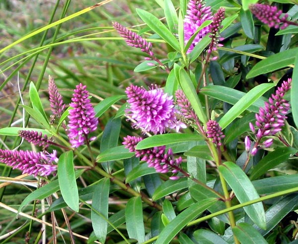Delicate pinkish lilac flowers. Delicate pinkish lilac flowers.