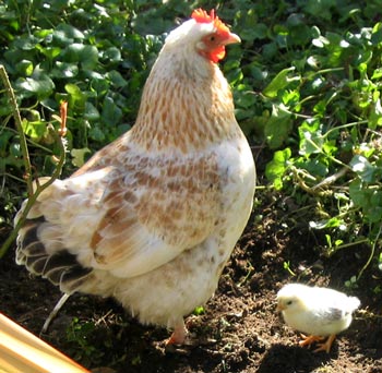  I hope it's a female chick! 