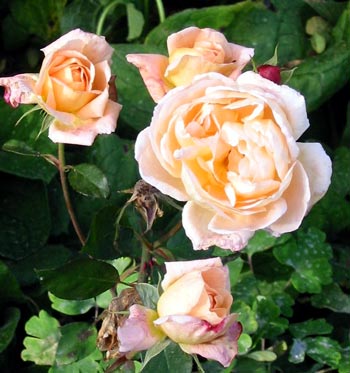 I take a photograph every year - it's nearly winter, and this rose takes no notice! I take a photograph every year - it's nearly winter, and this rose takes no notice!