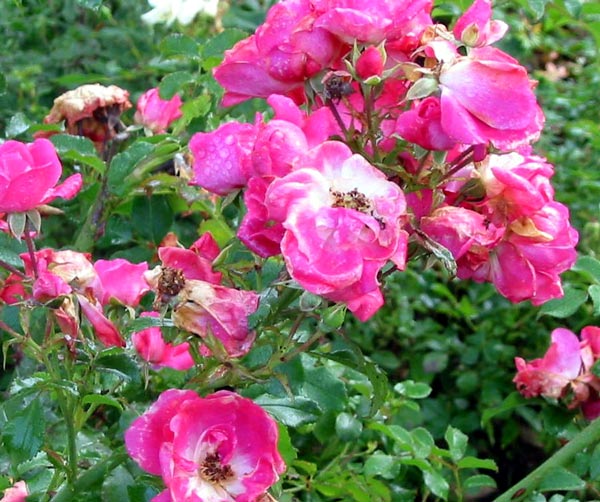 Bravely flowering and caught on camera. Bravely flowering and caught on camera.