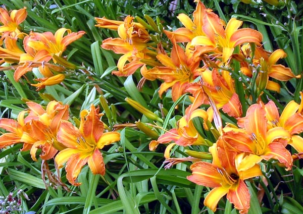 They are having a particularly good flowering year. They are having a particularly good flowering year.