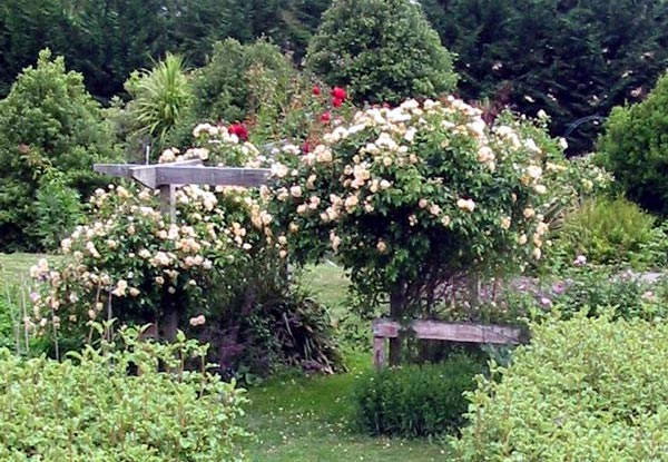 This is a new view of the roses on the pergola. This is a new view of the roses on the pergola.