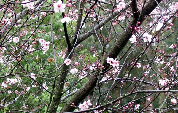 The dark-leaved Prunus down the driveway. The dark-leaved Prunus down the driveway.