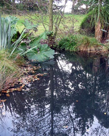 The Gunnera will die down with the first frosts. The Gunnera will die down with the first frosts.