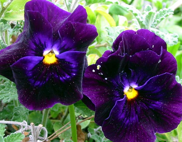 These were sown early last autumn. These were sown early last autumn.