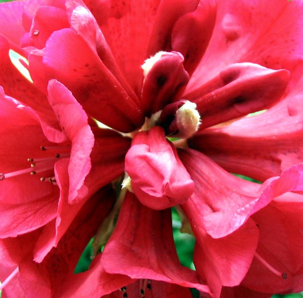  A beautiful colour for a rhododendron. 