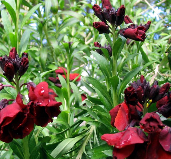 I have lots of cuttings of these. I have lots of cuttings of these.