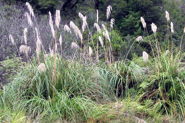 New Zealand bush near Rotorua. New Zealand bush near Rotorua.