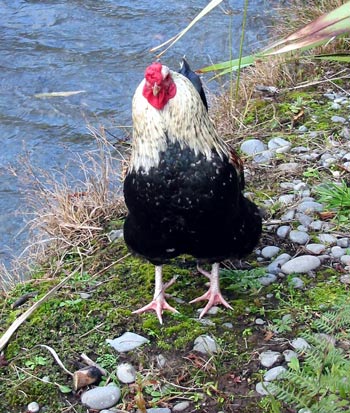 From the Moosey Rooster Picture Series. From the Moosey Rooster Picture Series.