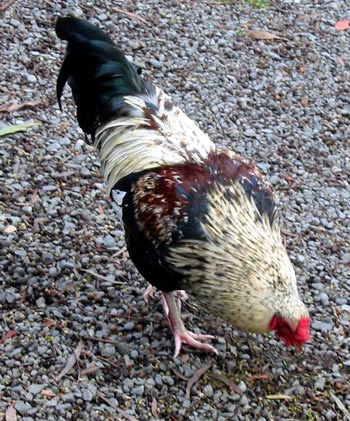 My new gardening companion. My new gardening companion.