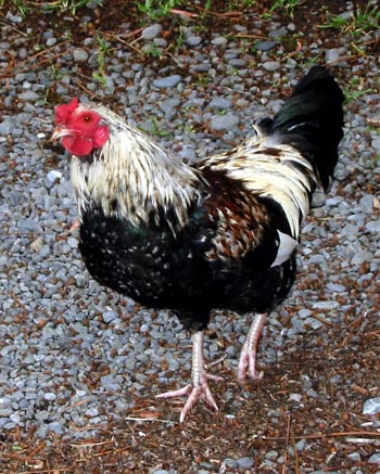 Rooster is very friendly. Rooster is very friendly.