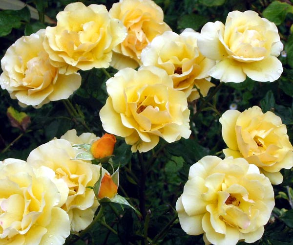 This is the rose I bought and planted after September 11th. This is the rose I bought and planted after September 11th.