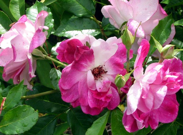These are a beautifully subtle colour. These are a beautifully subtle colour.