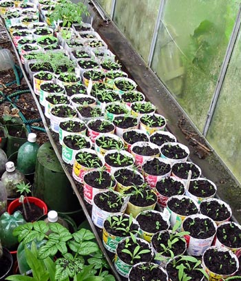 My early summer garden should be really colourful! My early summer garden should be really colourful!