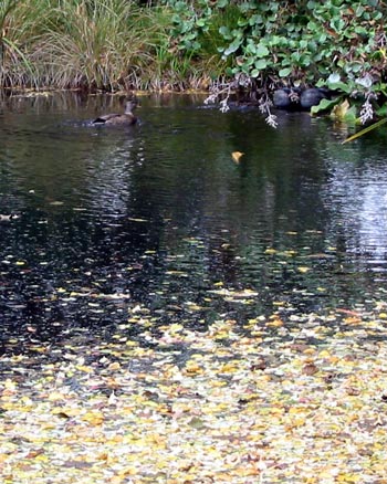 Golden autumn leaves are floating on the pond. Golden autumn leaves are floating on the pond.