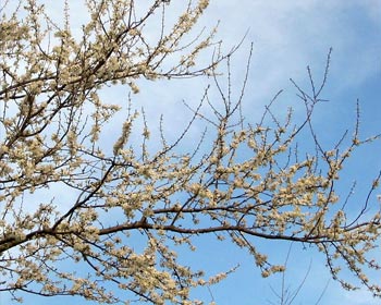 It's one of the plum trees. It's one of the plum trees.