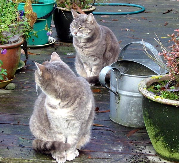 Jerome in front, Stumpy behind. Jerome in front, Stumpy behind.