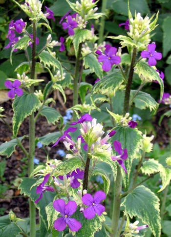 One of my favourite spring flowering plants - definitely not a weed! One of my favourite spring flowering plants - definitely not a weed!