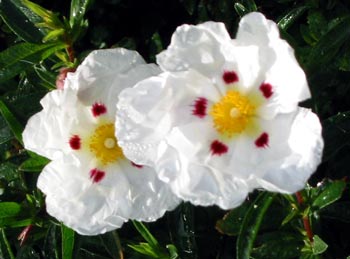 Bravely flowering in late Autumn.
