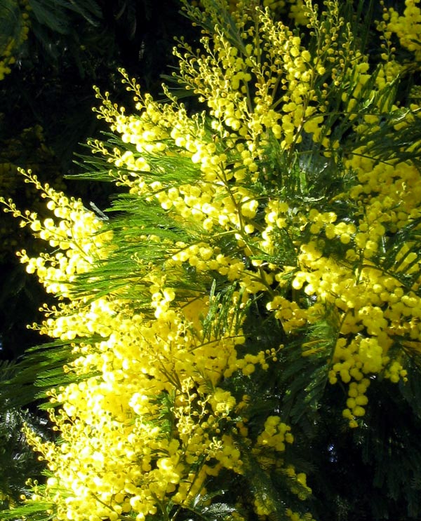 A golden sight in late winter. A golden sight in late winter.