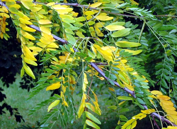 Locust tree with its bright yellow Autumn leaves. Locust tree with its bright yellow Autumn leaves.
