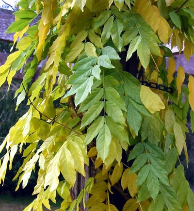 I am enjoying the gradual colour changes on the new patio wisteria. I am enjoying the gradual colour changes on the new patio wisteria.