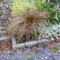 I like using the New Zealand native carexes in plantings. I like using the New Zealand native carexes in plantings.