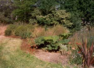 I didn't know how much the gunnera would like being planted here. I didn't know how much the gunnera would like being planted here.