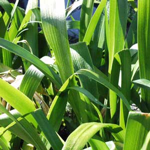 This has always been one of my favourite foliage plants. This has always been one of my favourite foliage plants.