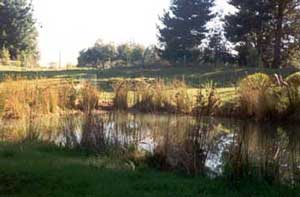 This photo was taken before the pond paddock was developed. This photo was taken before the pond paddock was developed.