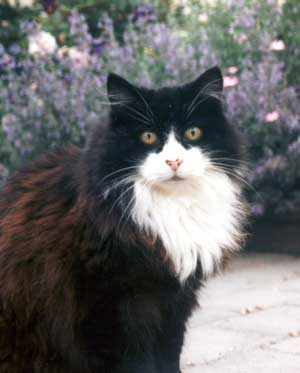 Dear Jeremy. She is the only cat to have a part of the garden named after her. Dear Jeremy. She is the only cat to have a part of the garden named after her.