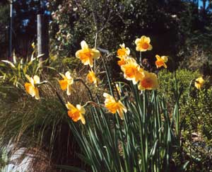 I love daffodils. I love daffodils.