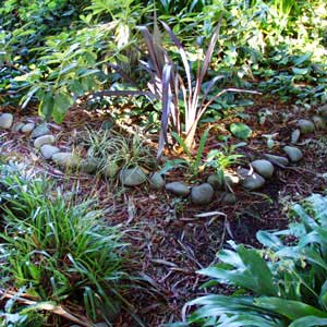 Stones, small red flax, carex and renga renga. Stones, small red flax, carex and renga renga.